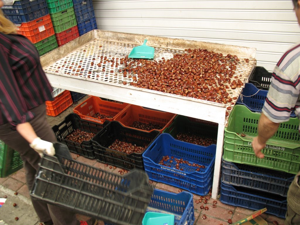 Sorting chestnuts by size on central market of Thessaloniki by macrolepis