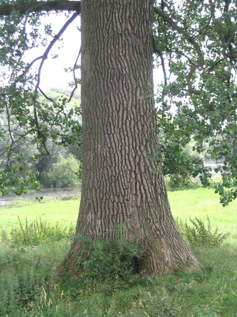 Largest poplar in the Netherlands by © ARTHURdXYV