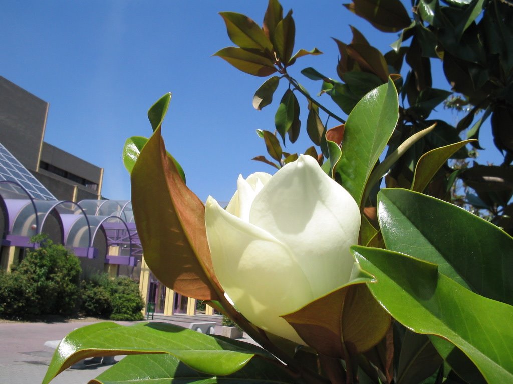 Magnolio delante del Hospital, Getafe by Carmen Peña