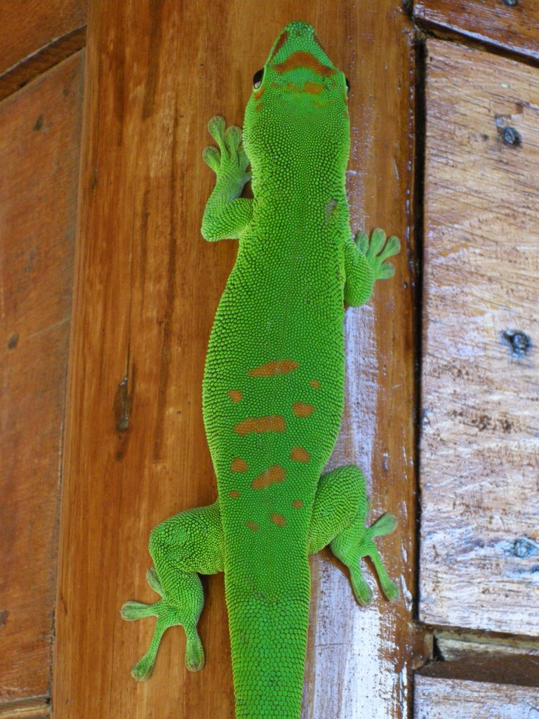 Phelsuma lineata lineata by harlem023