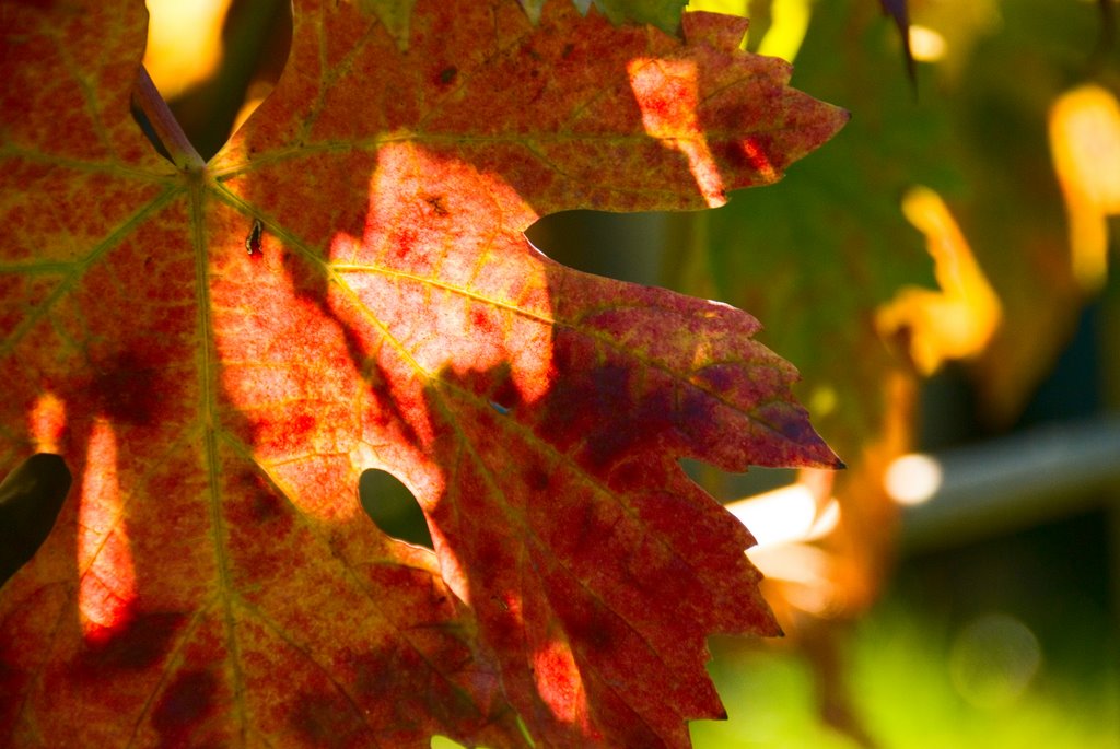 Autumn by Andrea Balducci