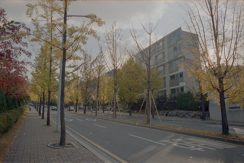 학교 올라가는 길(the way to the second gate of SNU, the residence for professors) by Yunhyok Choi