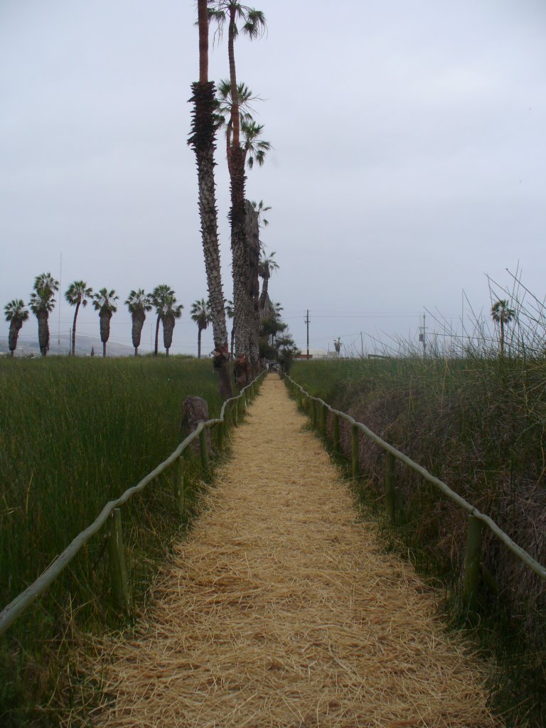 Camino de palmeras by Cocal