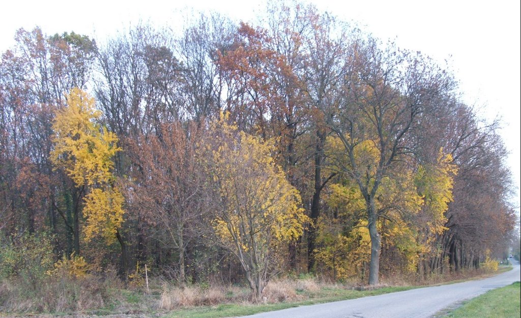 Autumn forest by S. Theodore T.