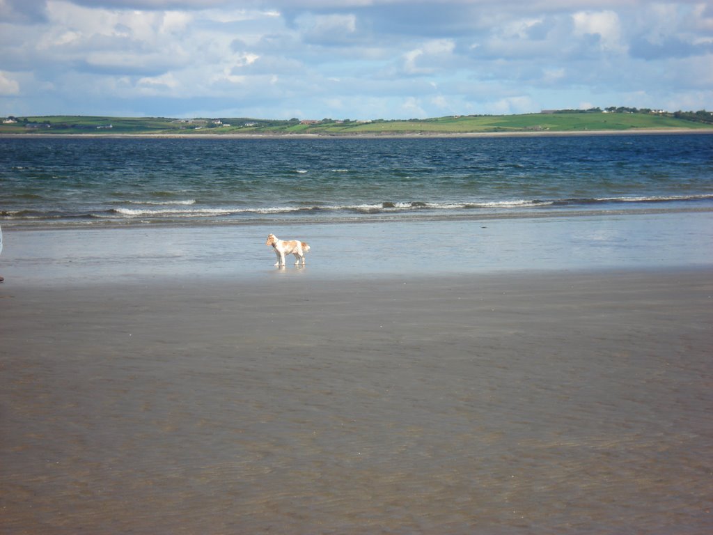 The dog's watching the ocean by Ancsa