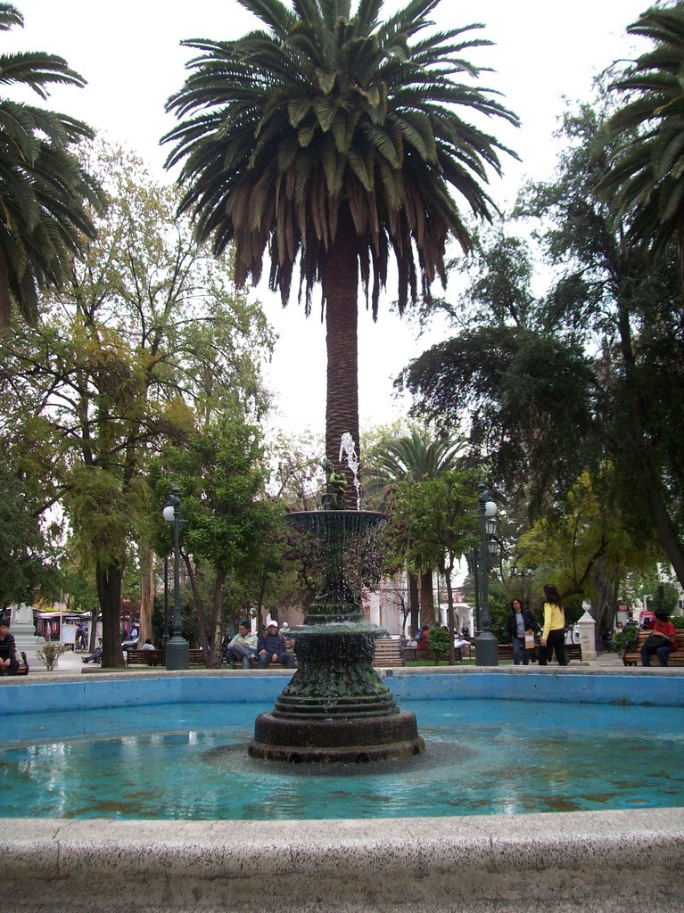 Los Andes - Palmera en plaza de armas by olivaresmarcos