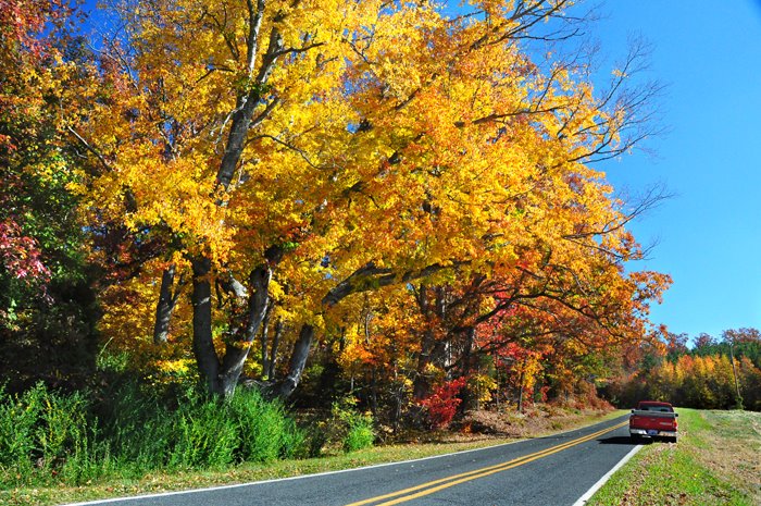 Huge maple along Flint Hill Rd. by debrussell