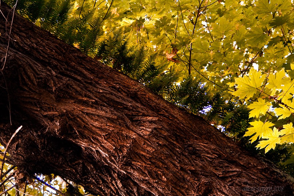 Autumn Generation in Kingston, Washington by aisavery