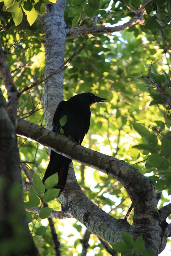 Australian Crow by Leo Laps