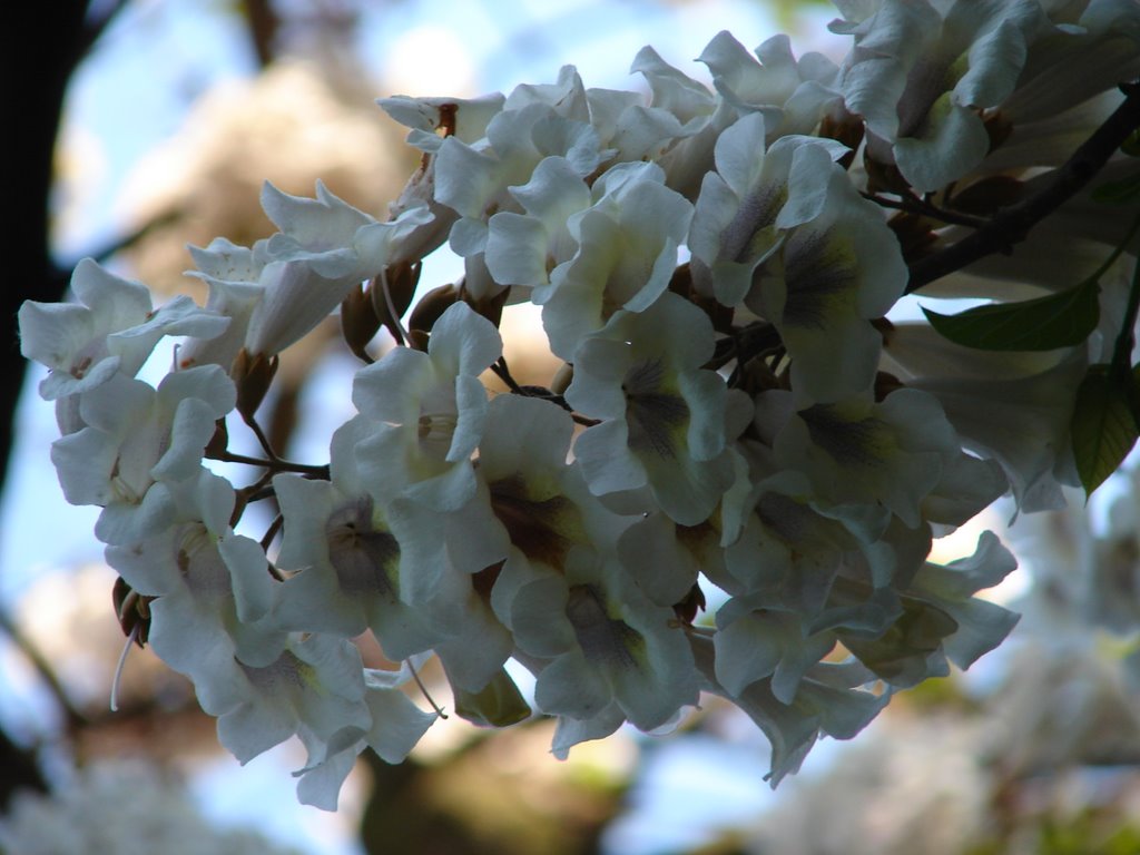 Spring flowers by Claudiu Constantin