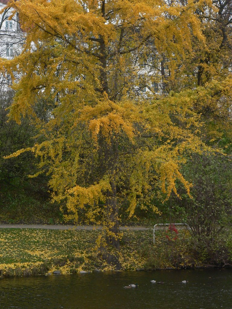 One hour guided tour of Central København just before the rain (12) The Gingko tree in HC Ørstedsparken by thor☼odin™