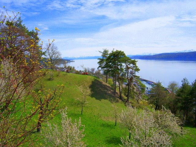 Blütenweg Ludwighshafen Bodensee by www.bodensee-fotograf.de