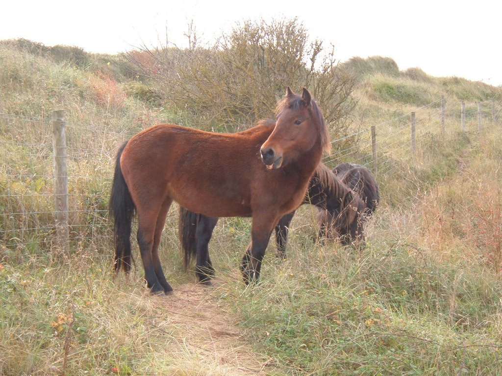 Wild Dartmoor ponies Oct 2008 by Northernflyboy2