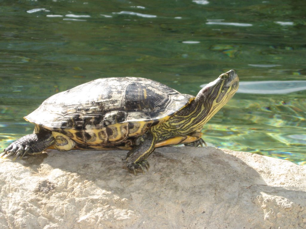 Terrapin, Grand Cayman by Phil Johnson