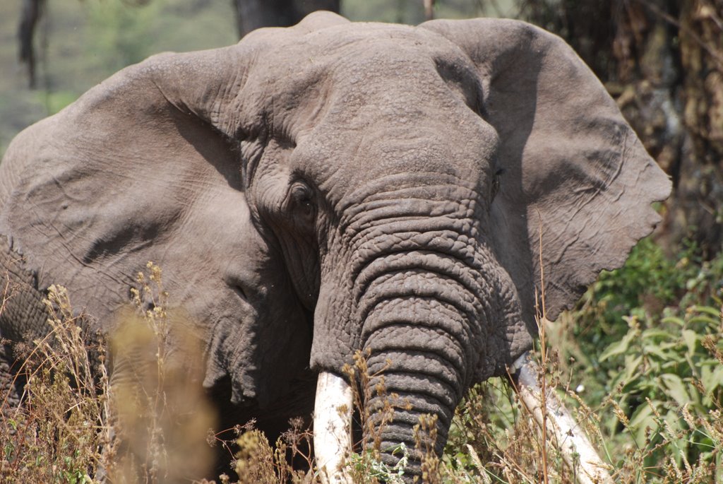 Elephant, n'gorongoro by martine de baets