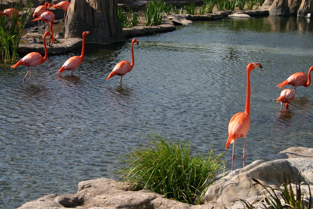 Flamencos - Zoo Temaiken by Matias N. Golini