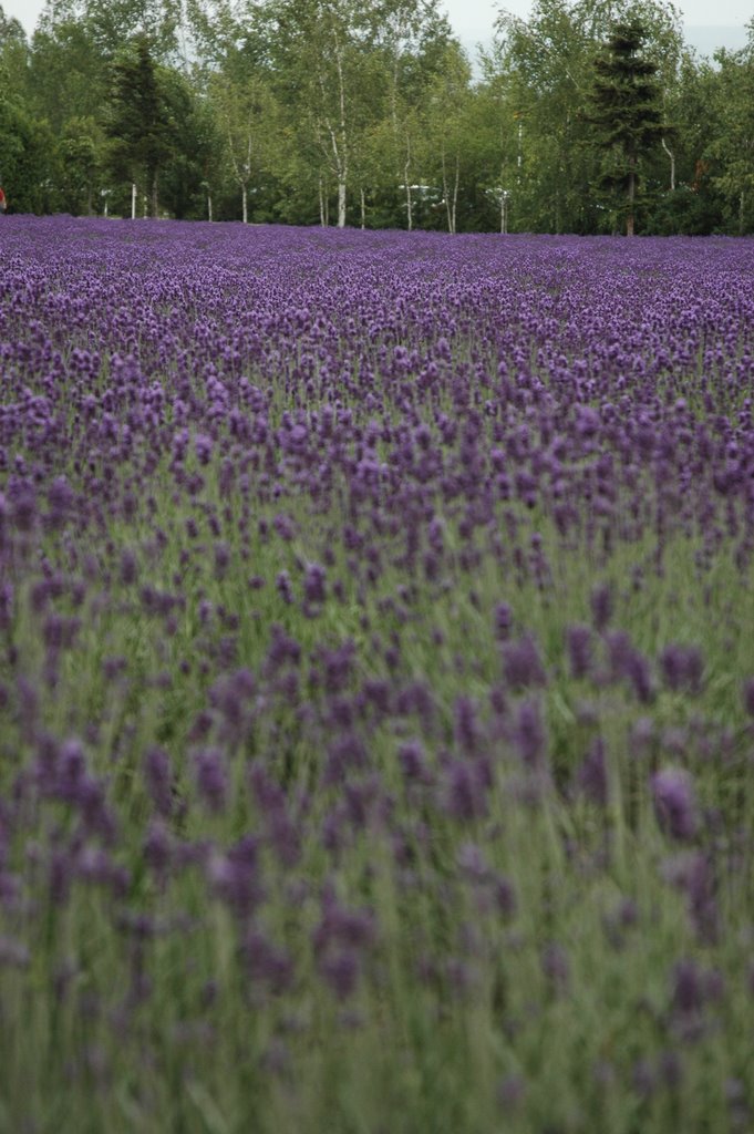 Farm Tomita 富田 by Kim Chang