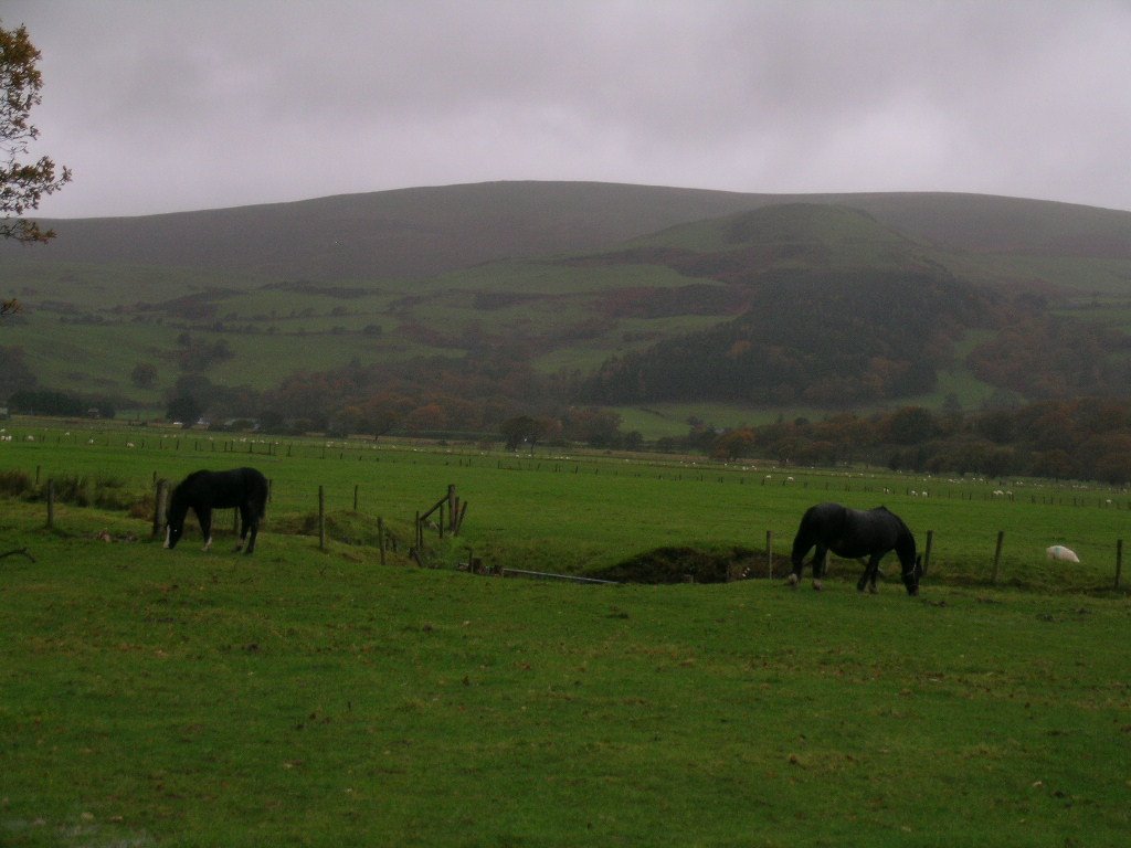 Horses in the Welsh countryside by Annette Strauch