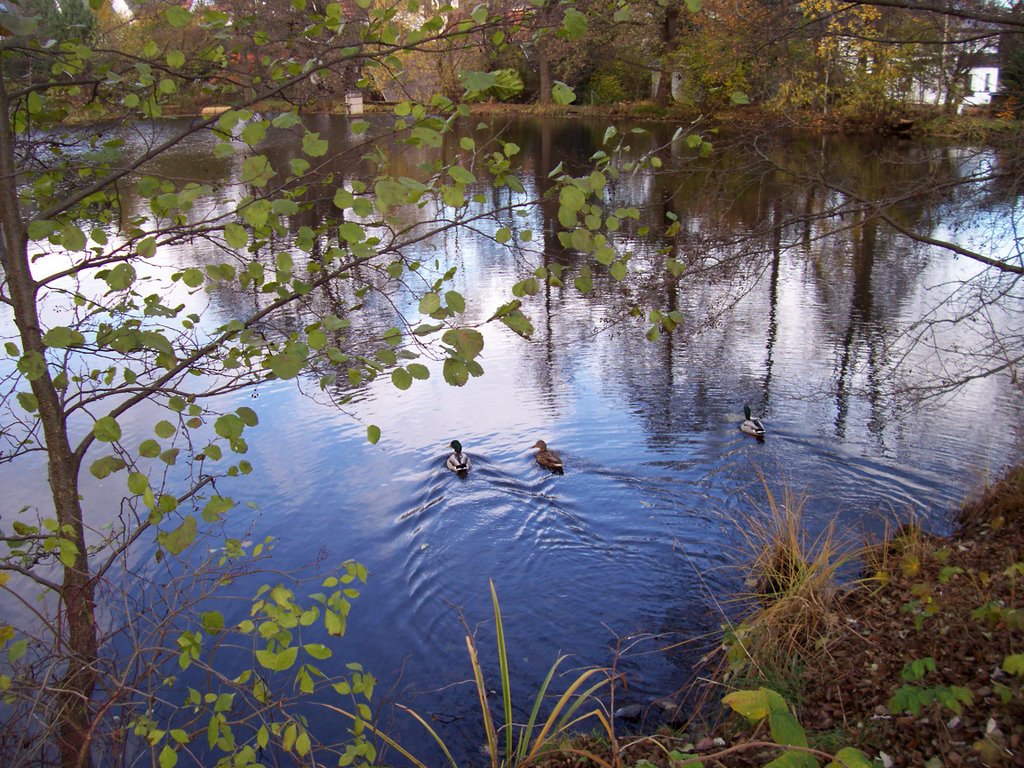 Teich Freibergsdorfer Hammer by ©Bke