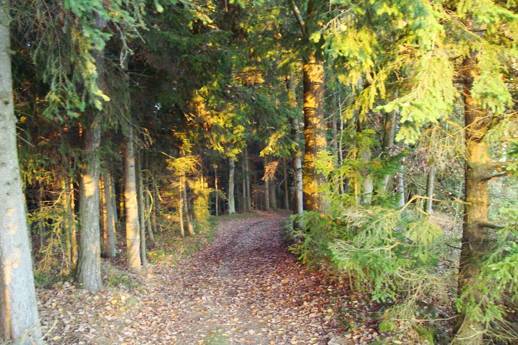 Waldweg by jmh-streetball