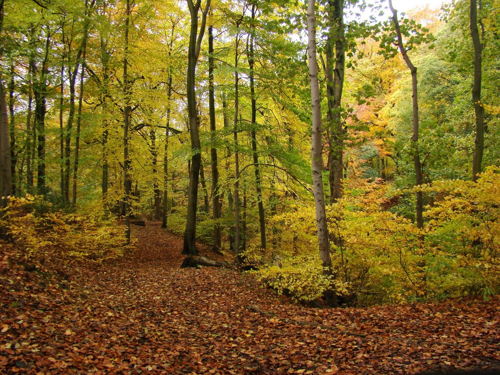 Cobnar Woods in autumn 3, Graves Park, Sheffield S8 by sixxsix