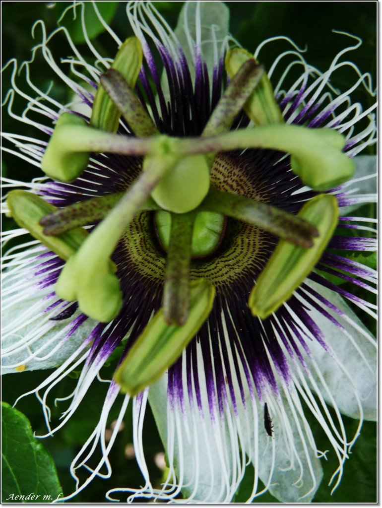 Flor do Maracujá-amarelo (Passiflora edulis f. flavicarpa) by Aender  M. Ferreira