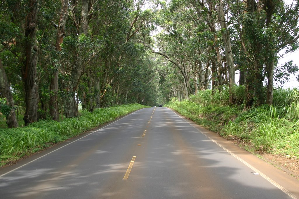 Tree Tunnel Road by Trevor