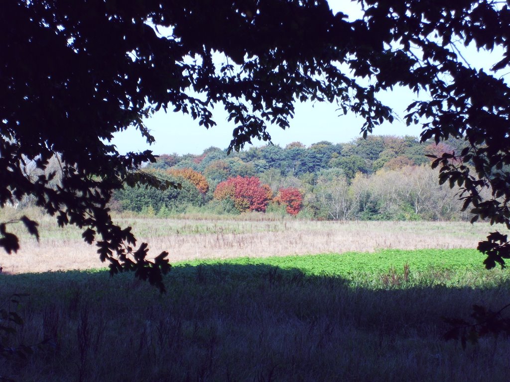 Bois de Beumont, Wavre by ahjt65