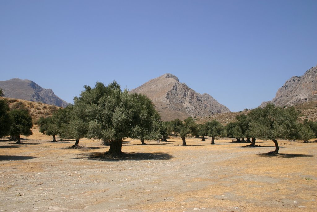 Olive grove near plakias by chrisc1300