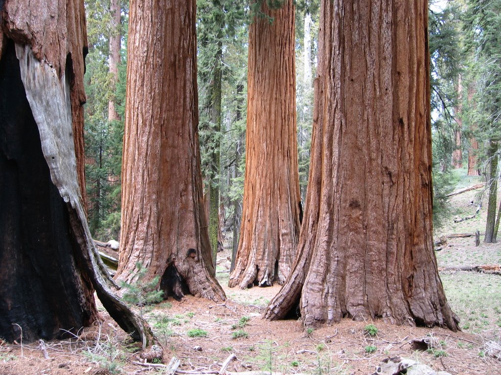 "Big feet", Mariposa Grove, Yosemite by Phil Johnson