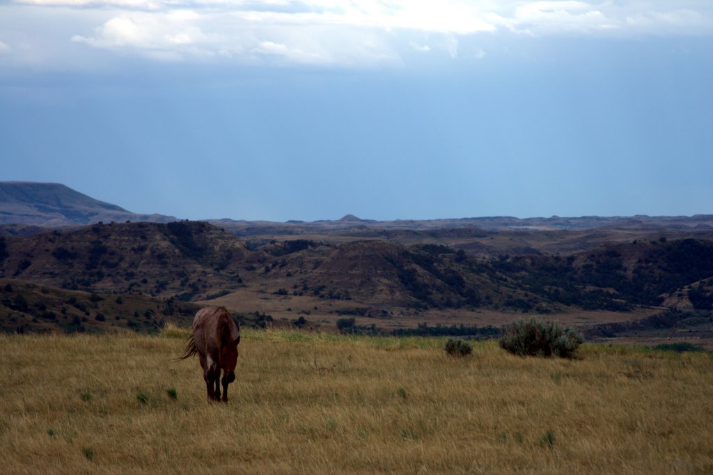 Teddy Roosevelt NP: Wild Horse by Jeff Viniard