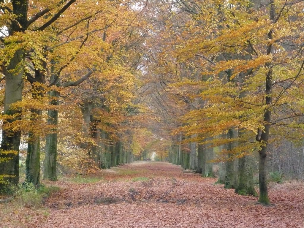 Laan met beuken in herfst by Mark Faasse