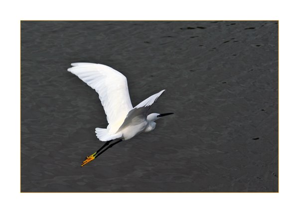 European Egret by KasiaD