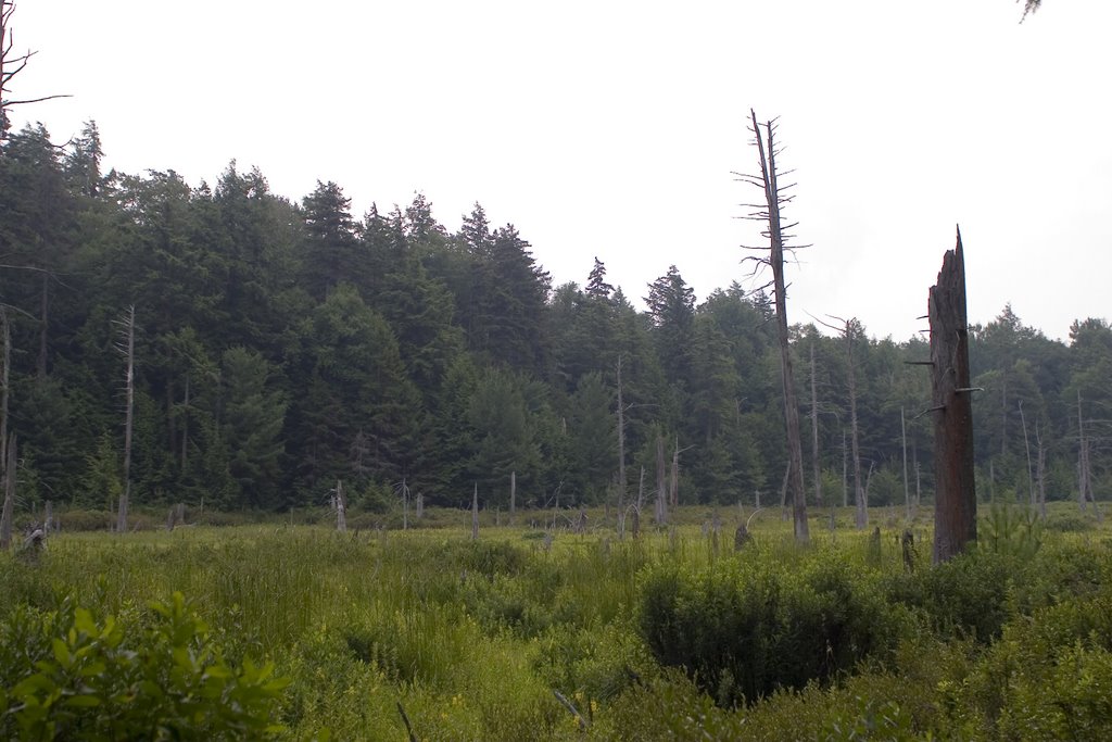 Marsh Near Fox Hill by Matthew Normand