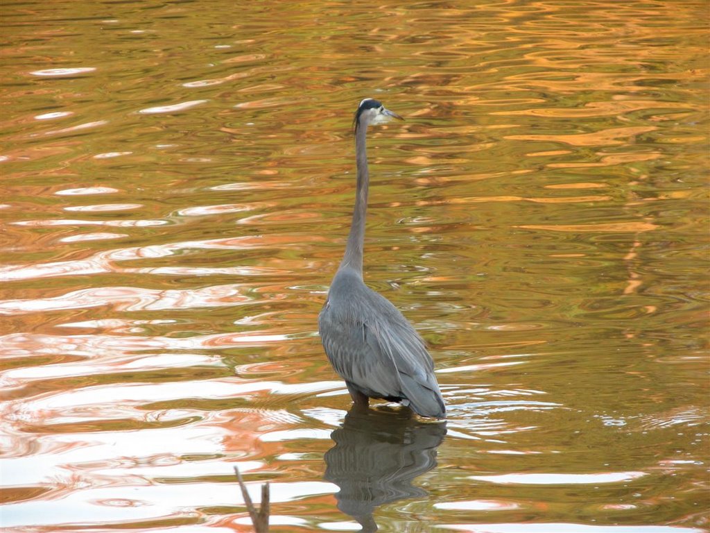 Young Heron, stalking by David Brown Photography