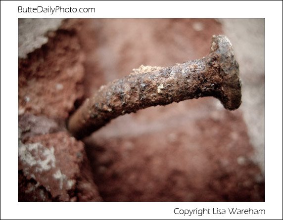 Rusty Nail by ButteDailyPhoto-Lisa…