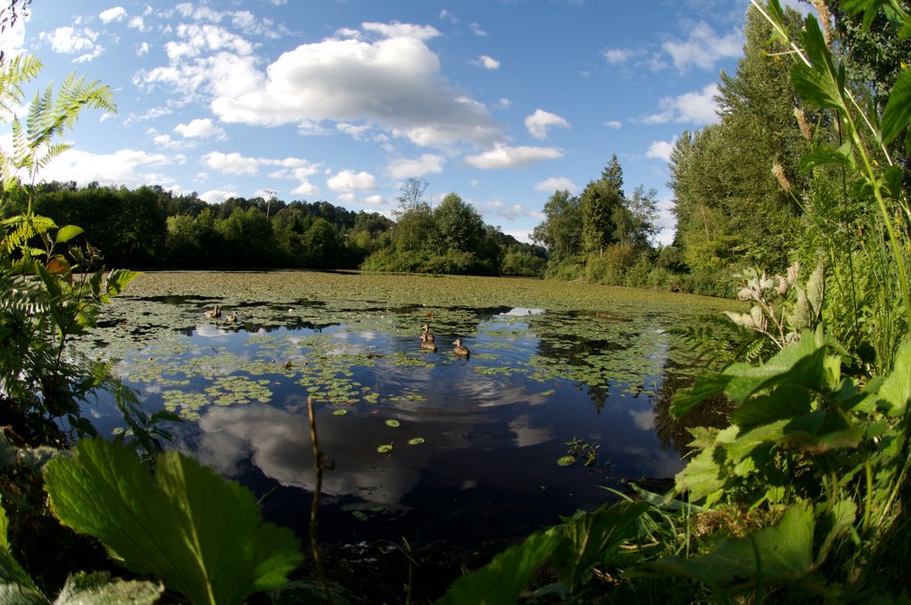 Fishtrap Creek by jgunther