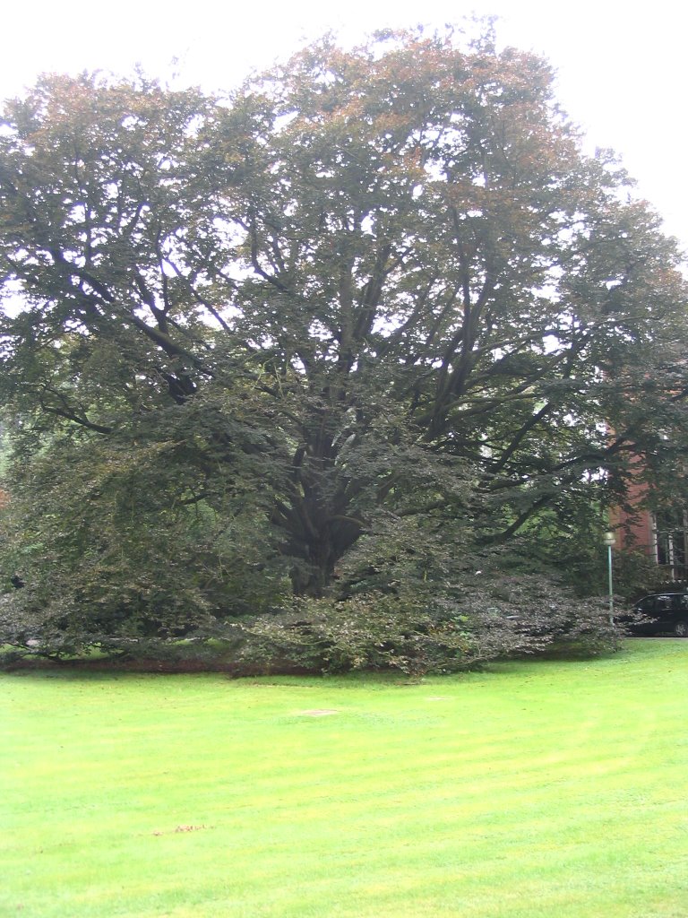 Old Beech by © ARTHURdXYV