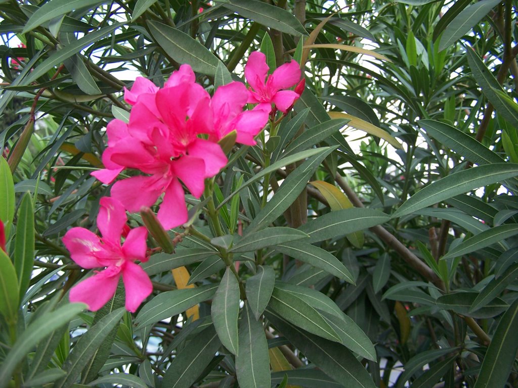 Oleander, Athens, Greece by Miša M.