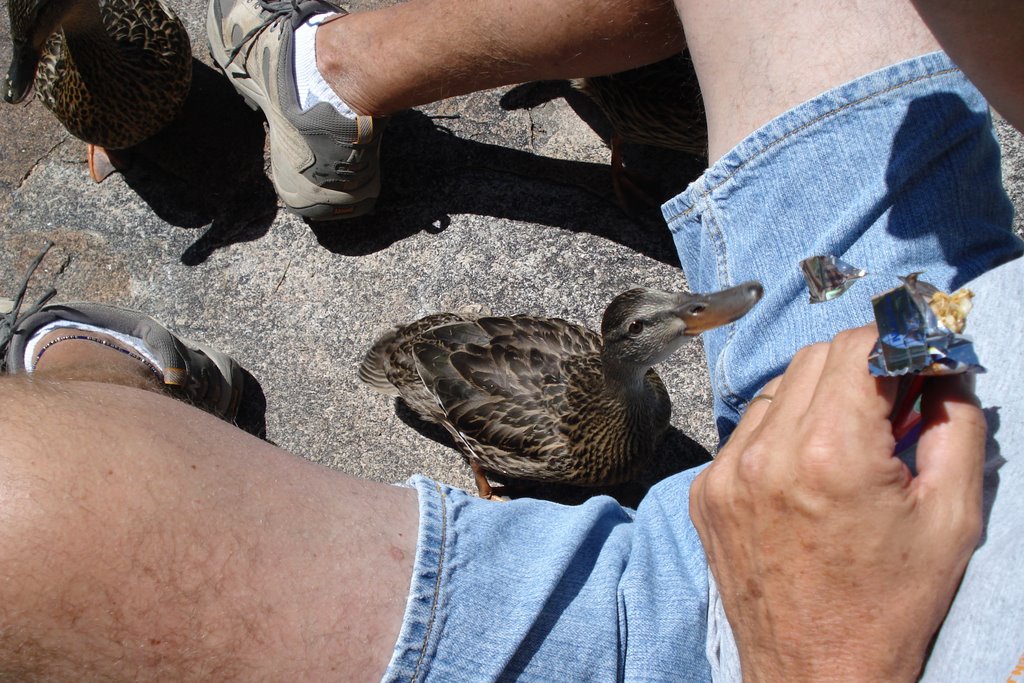 Cub Lake-Attach of the Killer Ducks by georgia schmidt