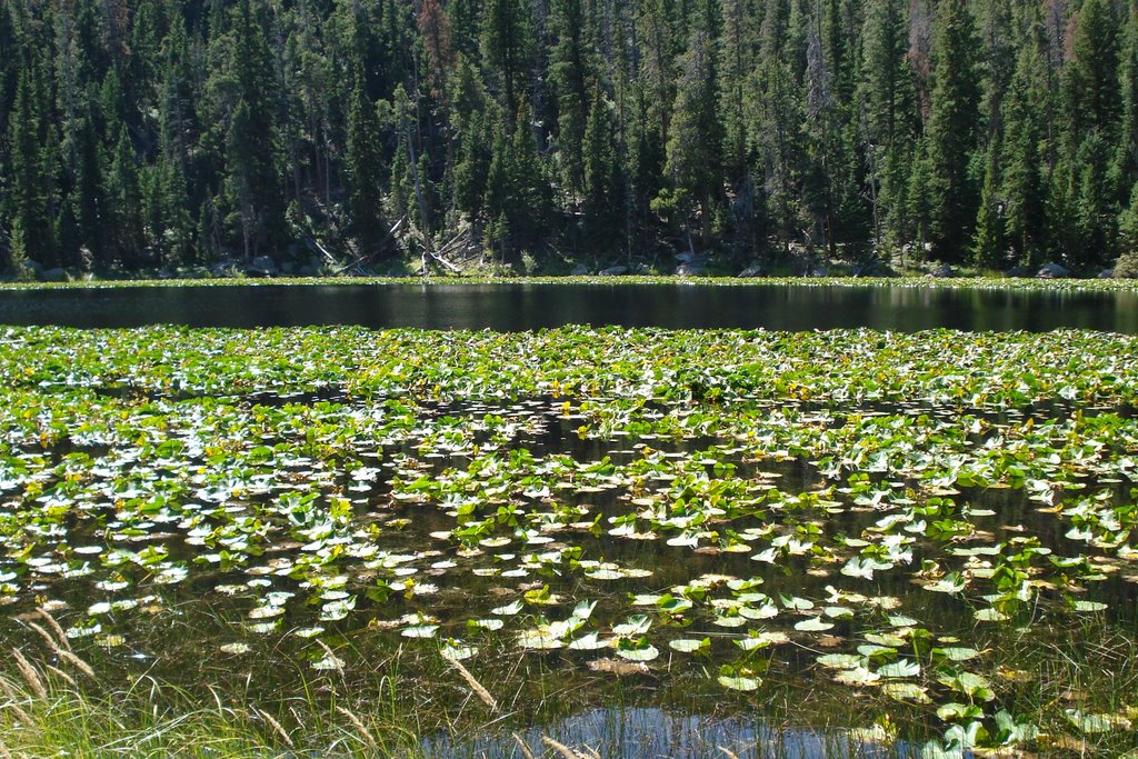 Cub Lake by georgia schmidt