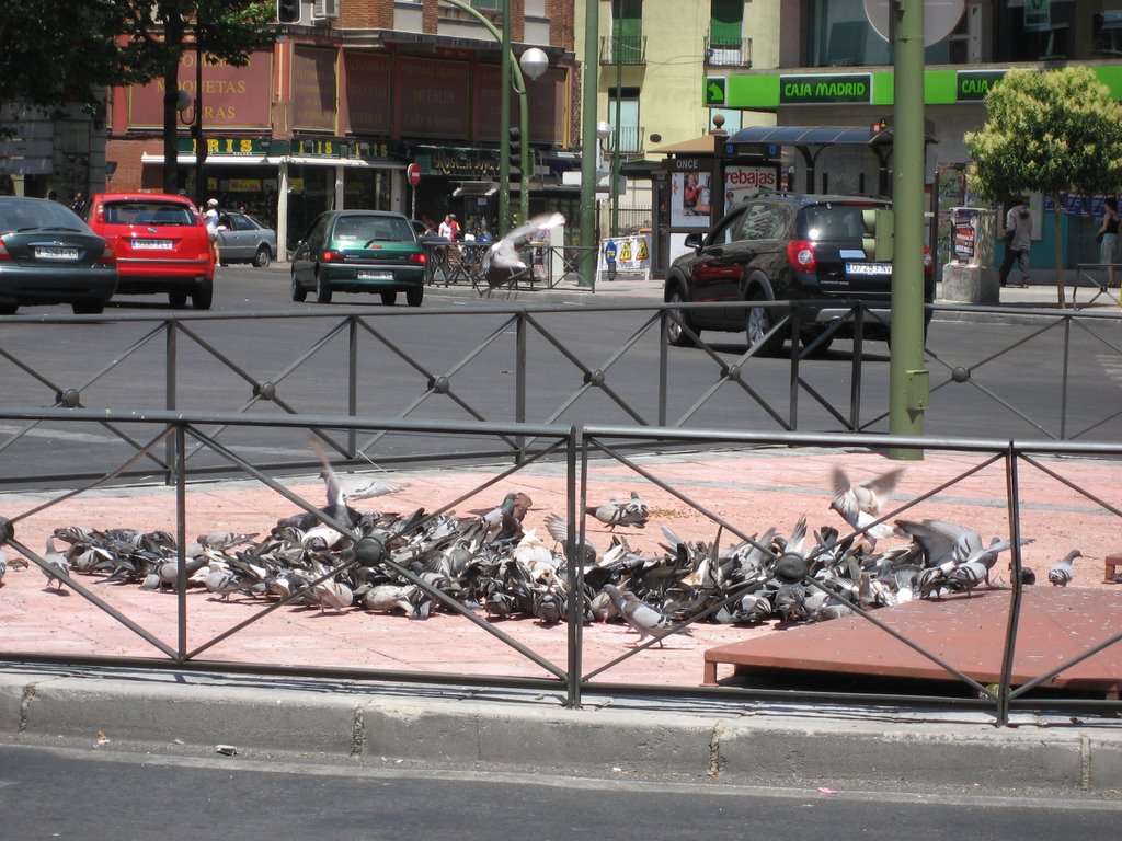 Glorieta de Cuatro Caminos: las ratas del cielo. by pepotejames