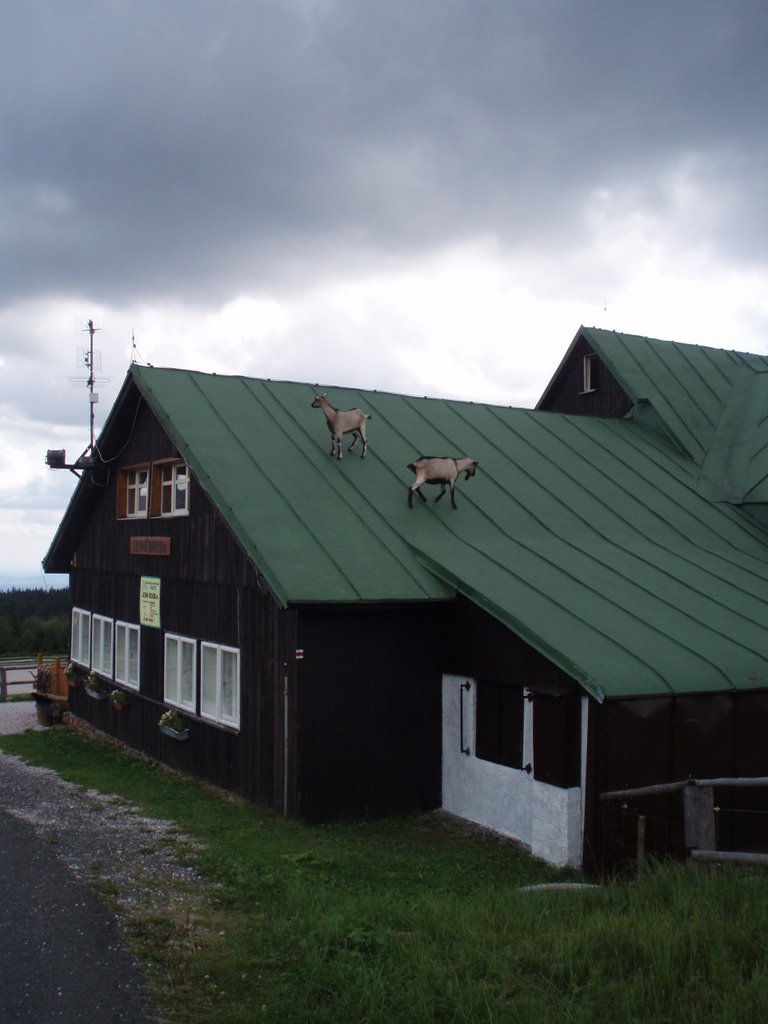 Lesní bouda (Forest chalet) by Marek Hoscalek