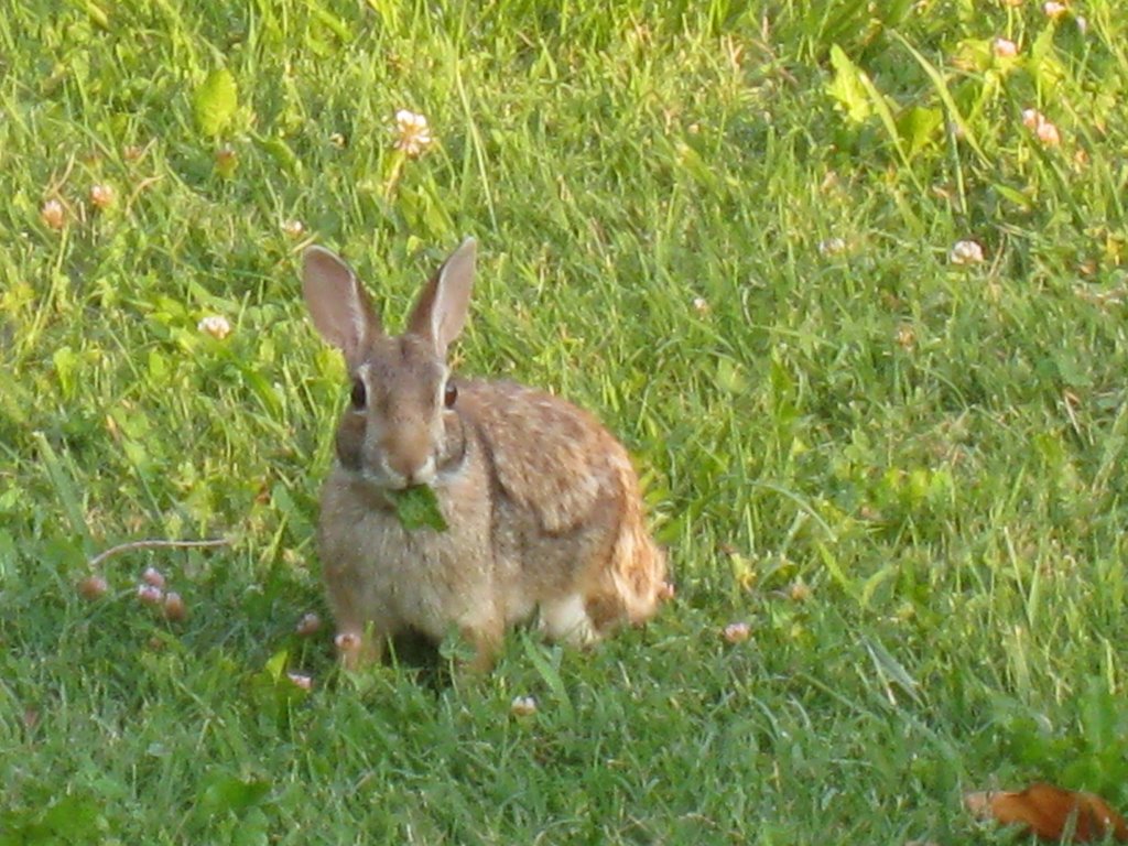 Rabbit in the grass, Pra' delle Torri by 010161