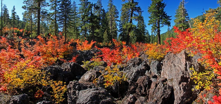 Ancient Lava on Fire! Proxy Falls Trail by © Michael Hatten http://www.sacred-earth-stud