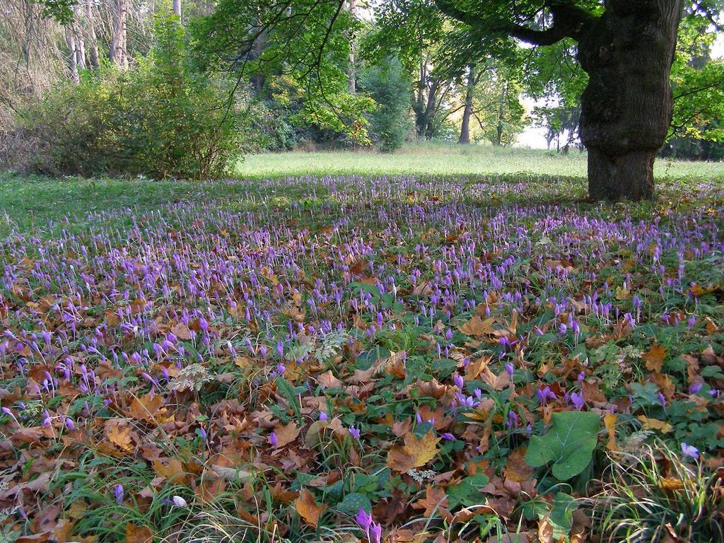 Park pri kaštieli v Topoľčiankach by Vladimír Ježovič