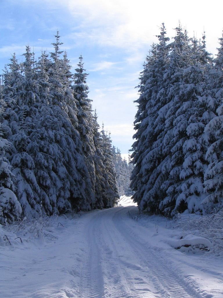 Woringer Wälder by Thomas Rauh