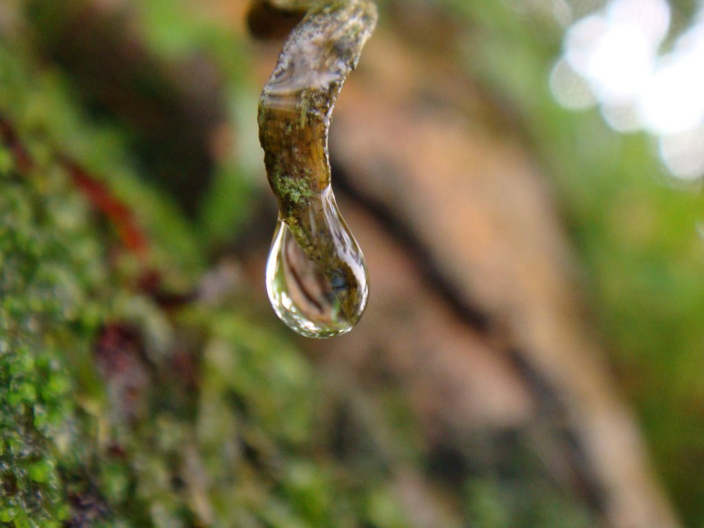 A Drop of Mountain Jade Dew (Gyokuro) by omshakti