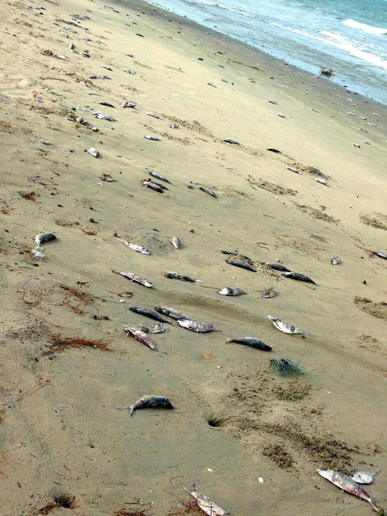 Pescado en la playa by superfresh