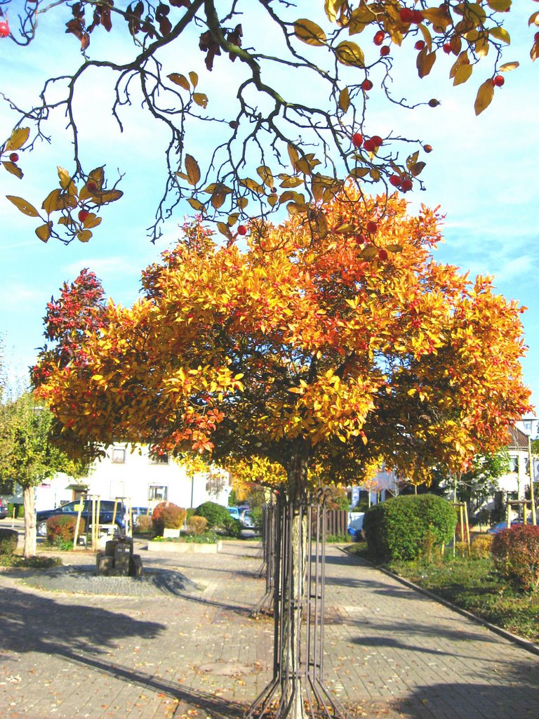 Colores de otoño by Sadabense